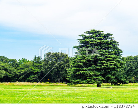 綠草如茵的清新公園 118378754