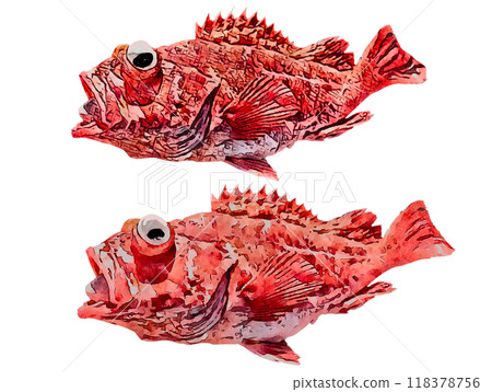 A slightly different color of the spotted snapper 118378756