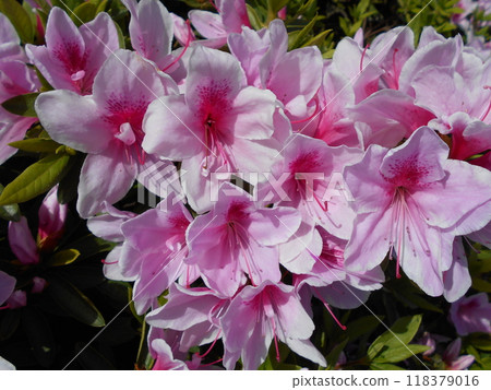 Pink flowers of azalea in full bloom Pink flowers of azalea in full bloom 118379016
