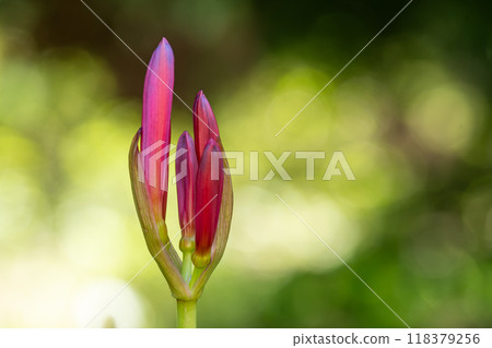 Higanki的花蕾 Higanki的花蕾 118379256