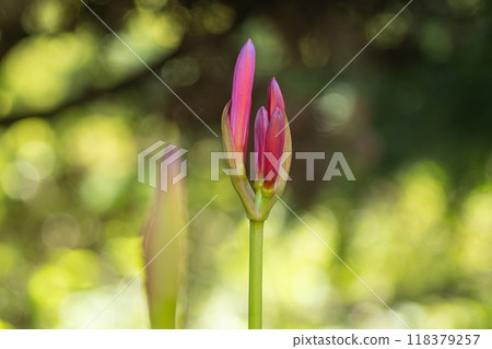 紅鬆的芽 紅鬆的芽 118379257