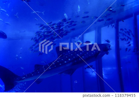鯨鯊在水族箱游泳 118379455