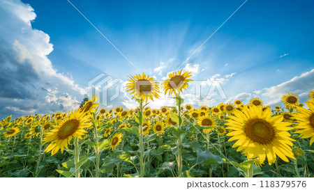 "Saitama Prefecture" Sunflowers shining in the summer sky, Minuma rice fields, Saitama City 118379576