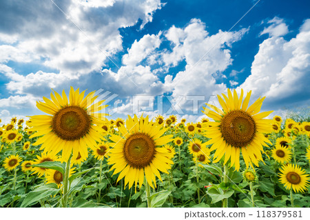 "Saitama Prefecture" Sunflowers shining in the summer sky, Minuma rice fields, Saitama City "Saitama Prefecture" Sunflowers shining in the summer sky, Minuma rice fields, Saitama City 118379581