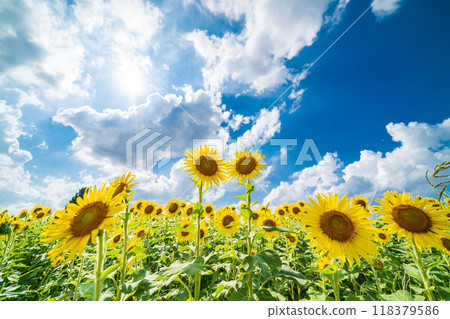 "Saitama Prefecture" Sunflowers shining in the summer sky, Minuma rice fields, Saitama City "Saitama Prefecture" Sunflowers shining in the summer sky, Minuma rice fields, Saitama City 118379586