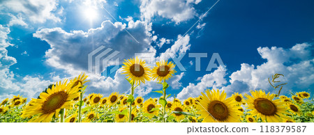 "Saitama Prefecture" Sunflowers shining in the summer sky, Minuma rice fields, Saitama City 118379587