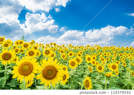 "Saitama Prefecture" Sunflowers shining in the summer sky, Minuma rice fields, Saitama City 118379592