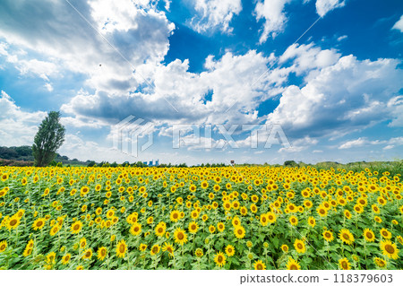 "Saitama Prefecture" Sunflowers shining in the summer sky, Minuma rice fields, Saitama City "Saitama Prefecture" Sunflowers shining in the summer sky, Minuma rice fields, Saitama City 118379603