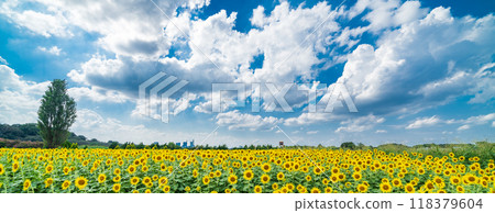 "Saitama Prefecture" Sunflowers shining in the summer sky, Minuma rice fields, Saitama City 118379604