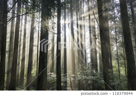 A ray of light shining into the cedar forest from Fujinomiya City 118379844
