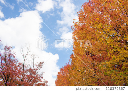 秋天的樹木、藍天和白雲 秋天的樹木、藍天和白雲 118379867