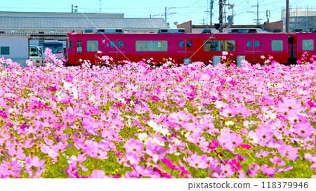 Cosmos flowers and the red Meitetsu train Cosmos flowers and the red Meitetsu train 118379946