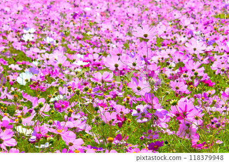 Autumn flower scenery: Soothing cosmos flowers 118379948