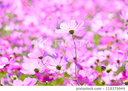 Beautiful and pretty cosmos flowers Beautiful and pretty cosmos flowers 118379949