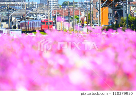 Cosmos field in full bloom and Meitetsu train - Flowers and railways 118379950