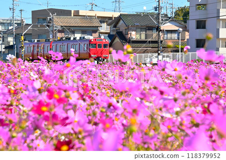 波斯菊和紅色名鐵列車 波斯菊和紅色名鐵列車 118379952