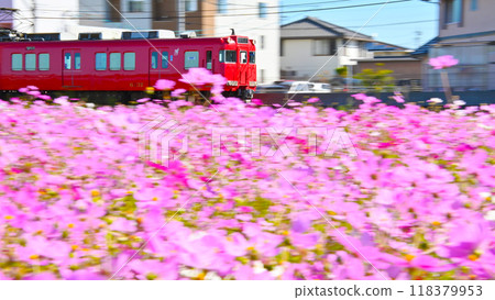 名鐵列車在波斯菊花叢中平穩行駛 名鐵列車在波斯菊花叢中平穩行駛 118379953