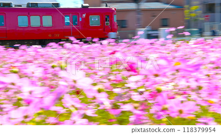 名鐵列車在波斯菊花叢中平穩行駛 118379954