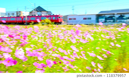 名鐵列車在波斯菊花叢中平穩行駛 名鐵列車在波斯菊花叢中平穩行駛 118379957