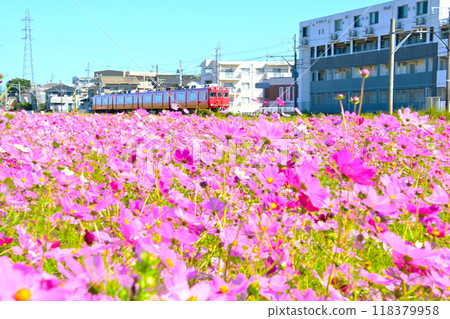 盛開的波斯菊田和名鐵列車 - 鮮花和鐵路 118379958
