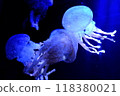 水母漂浮在水中 118380021