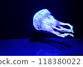 水母和影子漂浮在水中 118380022