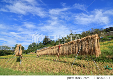 Scenery of Terasaka rice terraces with a good harvest: Autumn harvest, rice ears hanging from the terrace Scenery of Terasaka rice terraces with a good harvest: Autumn harvest, rice ears hanging from the terrace 118380024