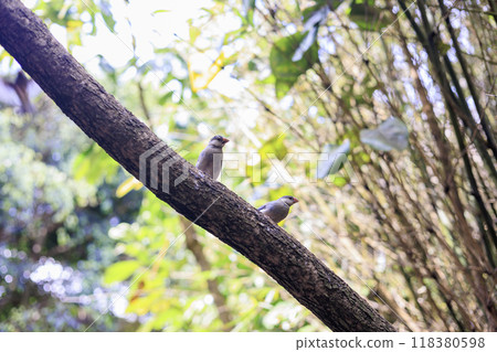 一隻麻雀棲息在樹枝上。在澳洲雪梨動物園 一隻麻雀棲息在樹枝上。在澳洲雪梨動物園 118380598