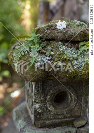Kamakura 249 Sugimoto Temple 21 Moss 118380653