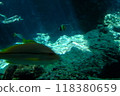摩爾魚沐浴在水下的光線中 118380659