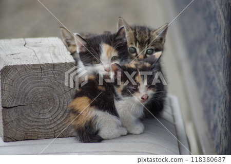 家裡的流浪貓3 118380687