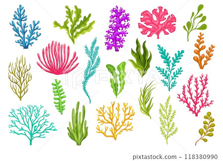 Cartoon sea underwater algae seaweed plants. Isolated vector set of aquarium, coral reef wildlife nature biodiversity. Ocean and undersea water life, weeds and wracks, laminaria, kelp, marine flora Cartoon sea underwater algae seaweed plants. Isolated vector set of aquarium, coral reef wildlife nature biodiversity. Ocean and undersea water life, weeds and wracks, laminaria, kelp, marine flora 118380990