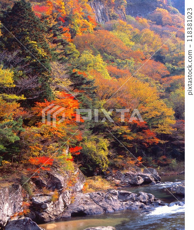 Korishigei(Kokageido)的秋葉,Shorinji河上游/ Kotaro岩石區/“百日觀”“Murore Akumo Aoyama國家公園” Korishigei(Kokageido)的秋葉,Shorinji河上游/ Kotaro岩石區/“百日觀”“Murore Akumo Aoyama國家公園” 118381023