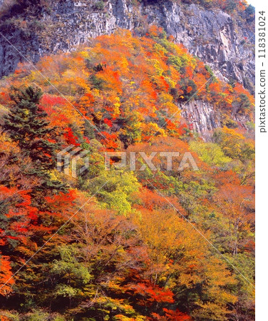 Korishigei (Kokageido) 's autumn leaves, Shorinji River upstream / Kotaro rock area / "One hundred Japan view" "Murore Akumo Aoyama National Park" Korishigei (Kokageido) 's autumn leaves, Shorinji River upstream / Kotaro rock area / "One hundred Japan view" "Murore Akumo Aoyama National Park" 118381024
