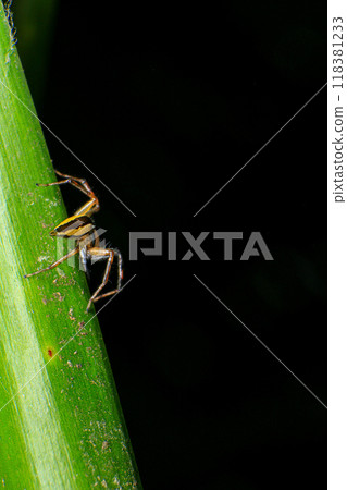 jumping spider on a web in the forest, closeup of photo jumping spider on a web in the forest, closeup of photo 118381233