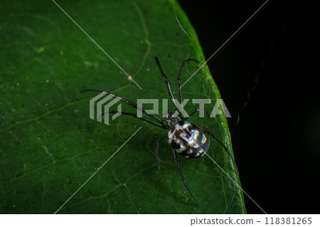 jumping spider on a web in the forest, closeup of photo jumping spider on a web in the forest, closeup of photo 118381265