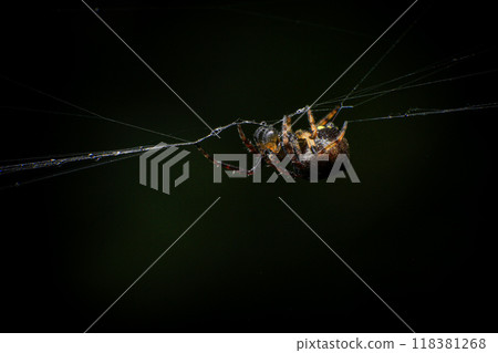 jumping spider on a web in the forest, closeup of photo 118381268