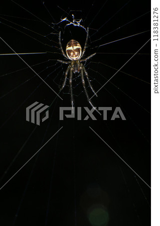 jumping spider on a web in the forest, closeup of photo jumping spider on a web in the forest, closeup of photo 118381276