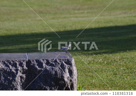 島城中央公園白鶺鴒 島城中央公園白鶺鴒 118381318