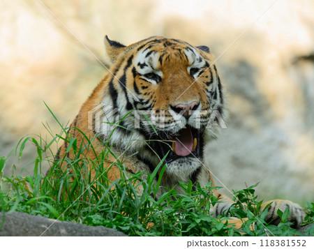 Amur tiger cooling off in the shade of a tree in midsummer 118381552