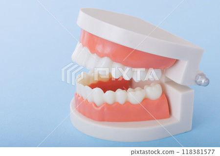 牙齒模型 118381577