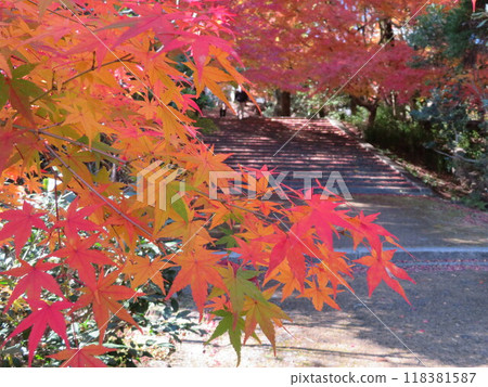 秋葉和樓梯高山寺 118381587
