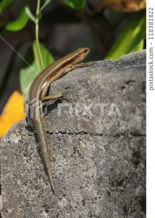 Living things, reptiles, Okinawa skink, Yamahara seaside village. Many of the adults are autotomized, and even the peaceful village is full of danger for them. 118381822