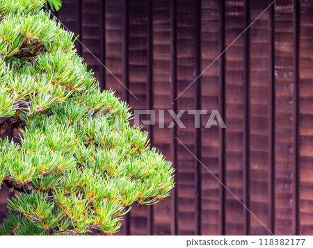 A pine bonsai tree standing out against a Japanese-style wooden fence A pine bonsai tree standing out against a Japanese-style wooden fence 118382177