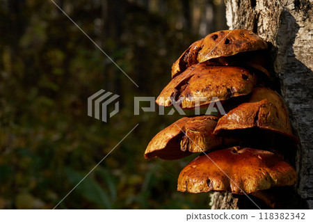 Forest mushrooms growing on a birch tree. Autumn time, harvesting wild crops Forest mushrooms growing on a birch tree. Autumn time, harvesting wild crops 118382342