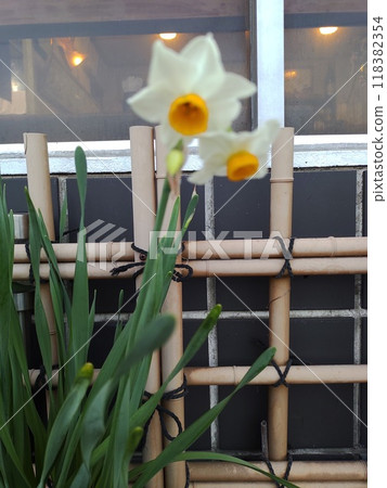 Narcissus Narcissus 118382354