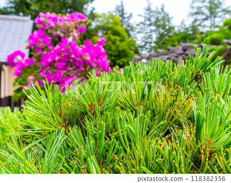 Close-up of a carefully crafted pine bonsai tree 118382356