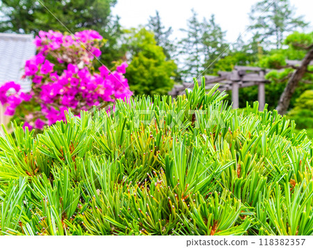 精心製作的松樹盆景的特寫 精心製作的松樹盆景的特寫 118382357