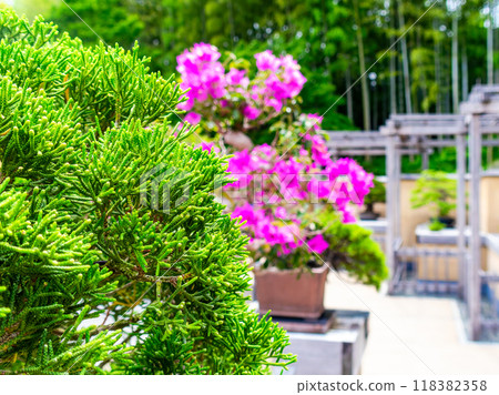 精心製作的松樹盆景的特寫 118382358