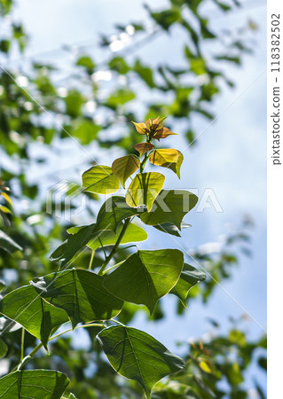 Plants illuminated by the midsummer sun 118382502